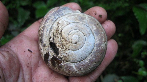 snail_2011r